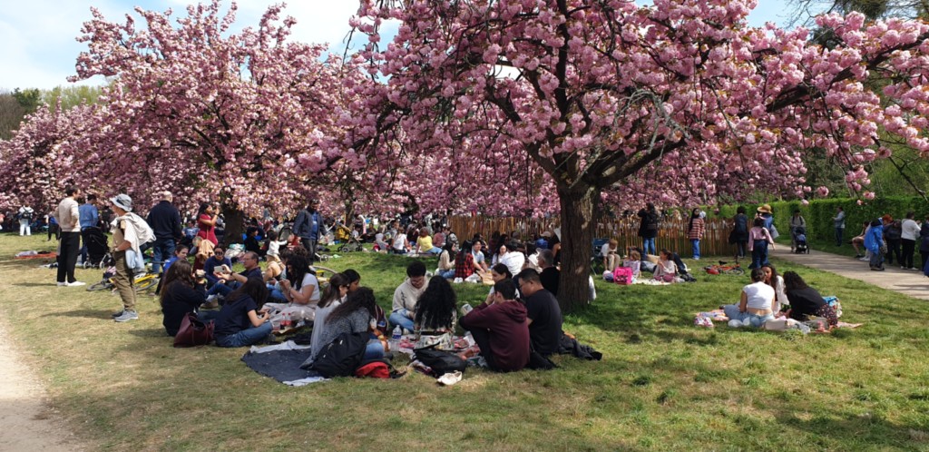 pique-nique sous les arbres